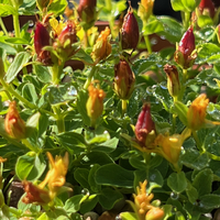 Hypericum empetrifolium nanum